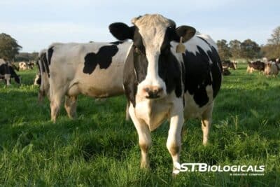 Cover How To Read Dairy Forage Samples St Biologicals