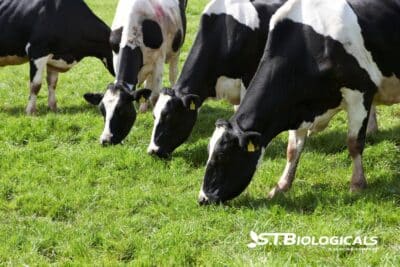 Cover The Power Of Diverse Pastures On Dairy Farms St Biologicals