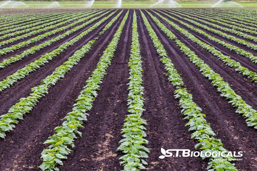 Broad Spectrum Bactericide And Fungicide St Biologicals