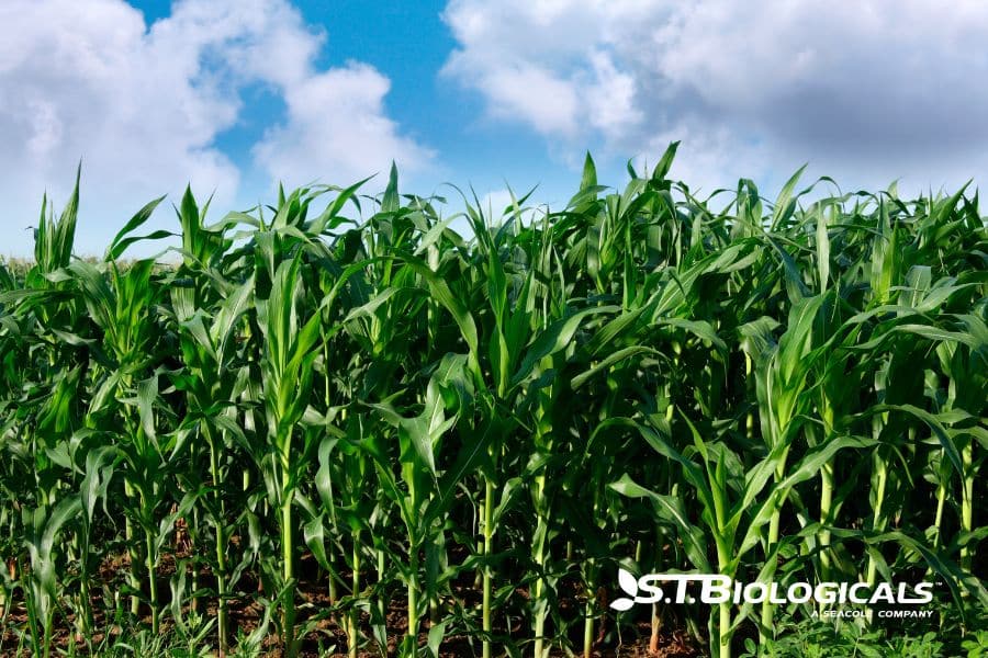 Coppers Role In Healthy Plant Development St Biologicals