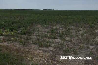Cover Can Soil Biology Heal Saline Soil