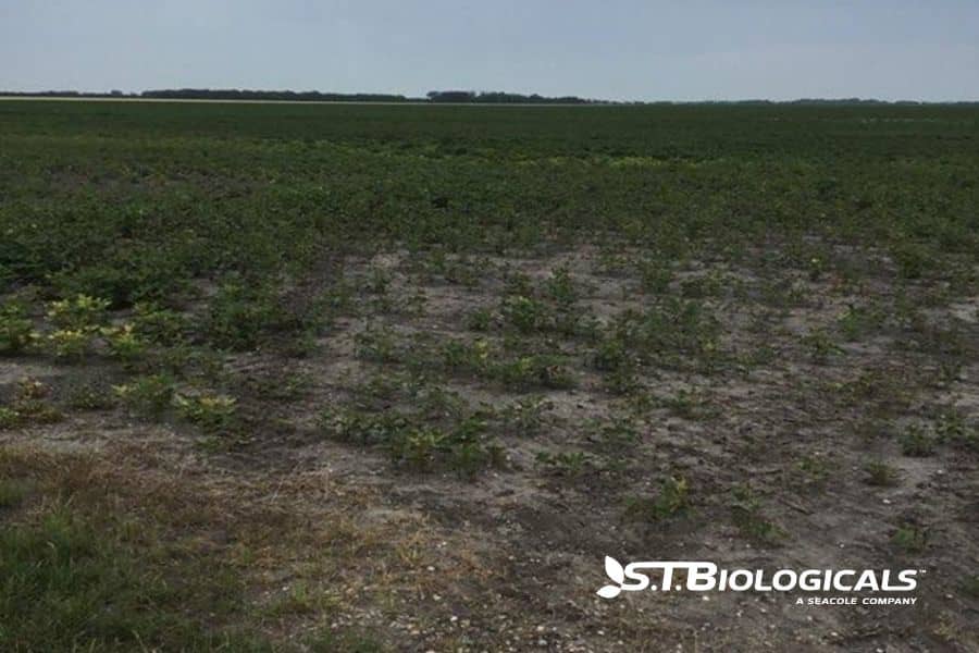 Cover Can Soil Biology Heal Saline Soil