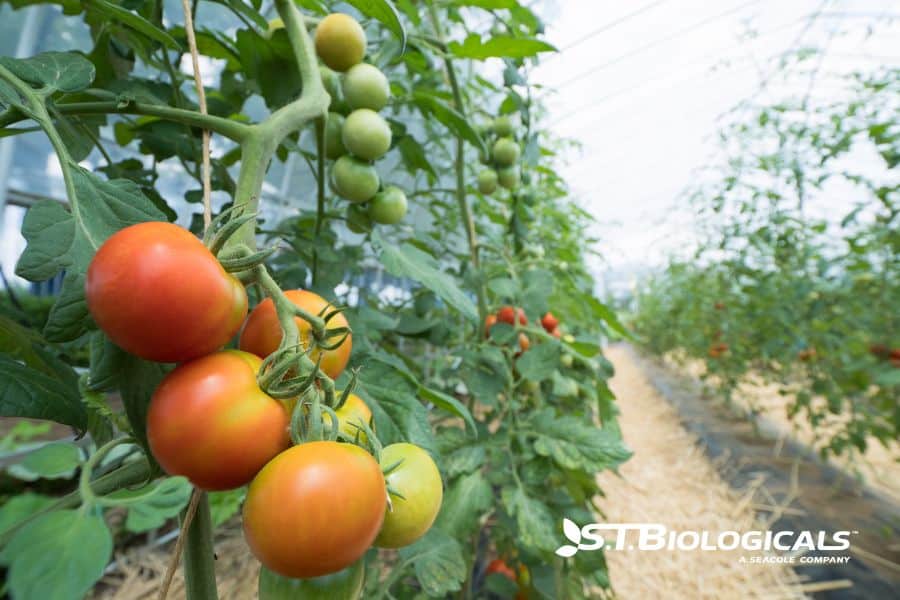 Potassium Sulfate For Organic Vegetable And Field Crops St Biologicals