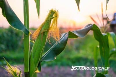 2b Cover Humic V Fulvic Acid