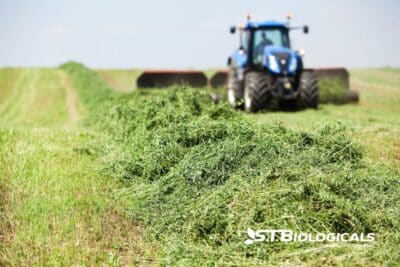 2a Cover What To Do Now For A Successful Alfalfa Crop